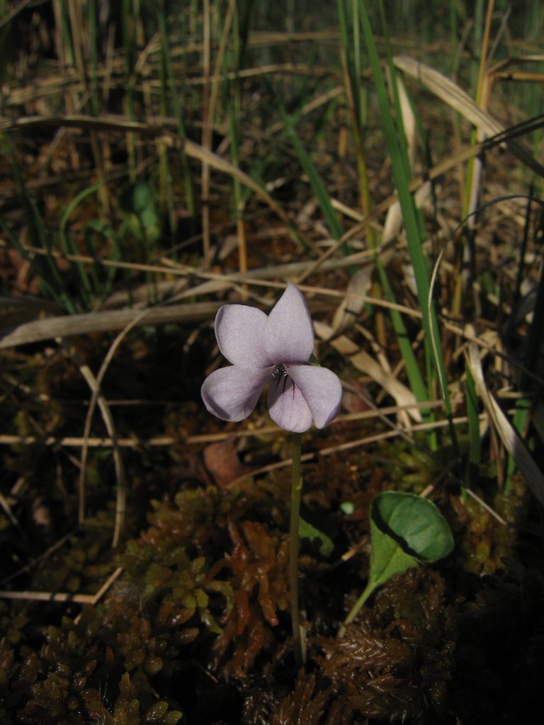 Viola palustris